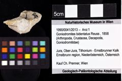 Foto (Objket + Etiketten) von Goniodromites bidentatus (Reuss, 1858) 